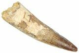 Fossil Spinosaurus Tooth - Real Dinosaur Tooth #357809-1